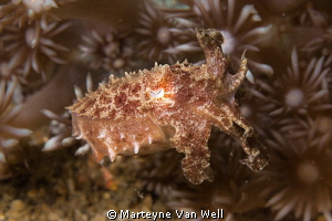 Pygmy Cuttlefish at Lembeh Strait by Marteyne Van Well 